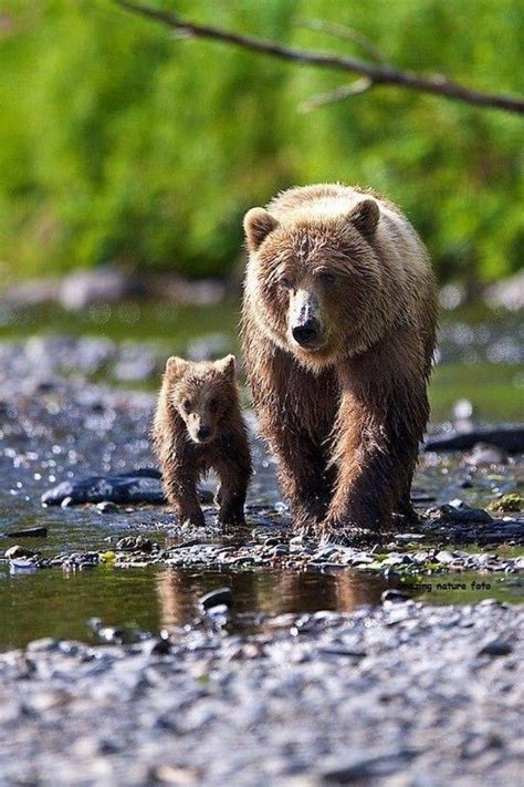 Photo Uploader For Pinterest Animals Beautiful Animals Brown Bear