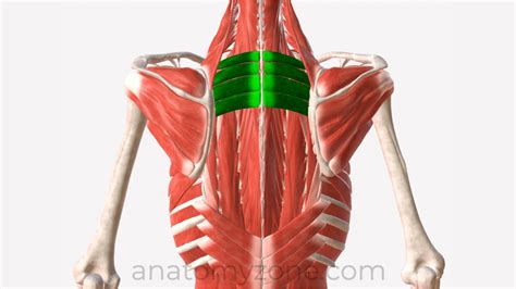 Serratus Posterior Superior Origin Insertion Action D Model Anatomyzone