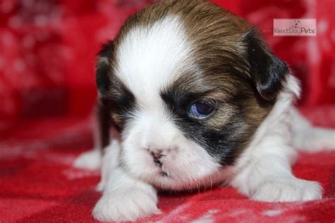 Bred for health, temperament, short cobby bodies, excellent confirmation and good bites and coat. Colby: Shih Tzu puppy for sale near Sioux City, Iowa. | 79341105-bf01