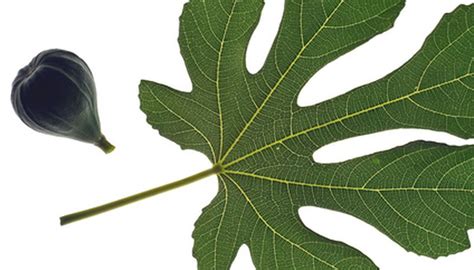 Fig Tree Leaf Identification Garden Guides