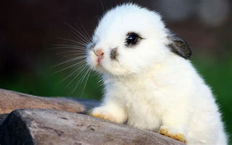 Help Me Name My Bunny Rabbit