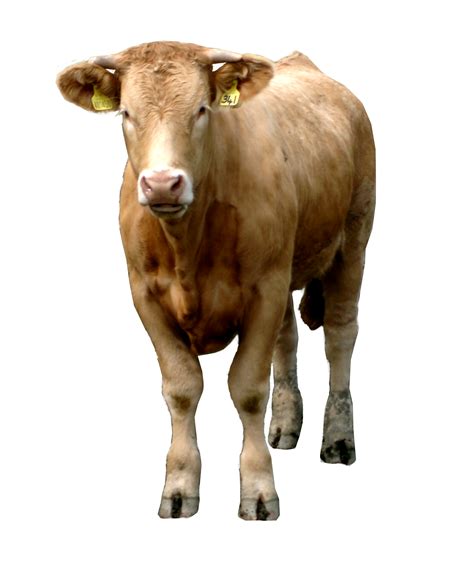 Cow Png Images Transparent Background Png Play