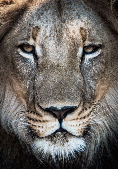 Young Lion Portrait Photo By Simon Webber National Geographic Your