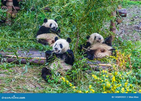 Giant Panda Breeding Research Base Chengdu China Stock Image Image