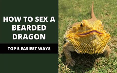 Sexing Bearded Dragons Sexing 101 Reptile Maniac Bearded Dragon Sex Dragon