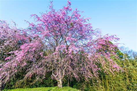 Prunus Pendula ‘pendula Rubra Bbc Gardeners World Magazine