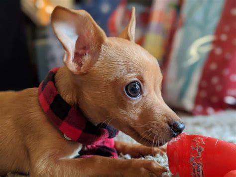 Deer Head Chihuahua Breed Information 15 Facts Your Dog Advisor