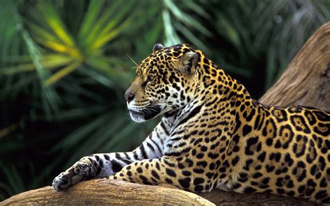 jaguar  amazon rainforest wallpapers hd wallpapers id