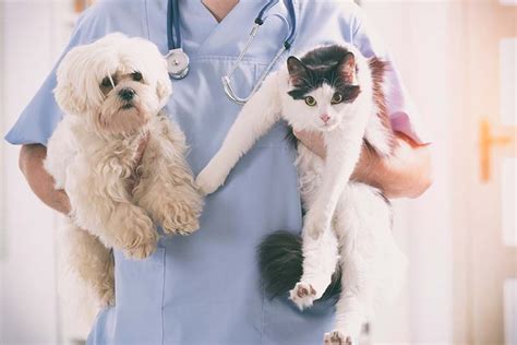 Animal hospital serving the long beach, california area. Our Veterinary Technicians: Amazing and Talented | Wheaton ...