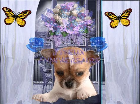 Carte anniversaire gratuite, carte virtuelle. ANNIVERSAIRE CARTE ANIMEE-CHIEN Chihuahua- DOMAINE DE RABREUX-253 - YouTube