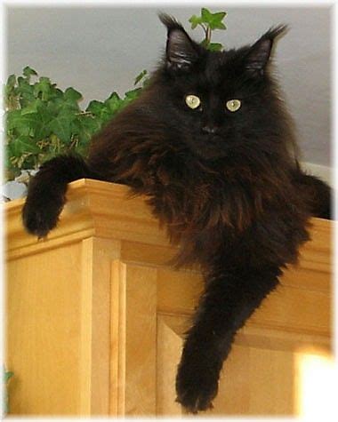 A black and white cats with a black and white pattern fur that resembles a tuxedo is called a the stylish and friendly personality of this particular cat is what attracts the attention of cat lovers. Black Smoke Maine Coon Cat - Thanks to Linda and Bill for ...