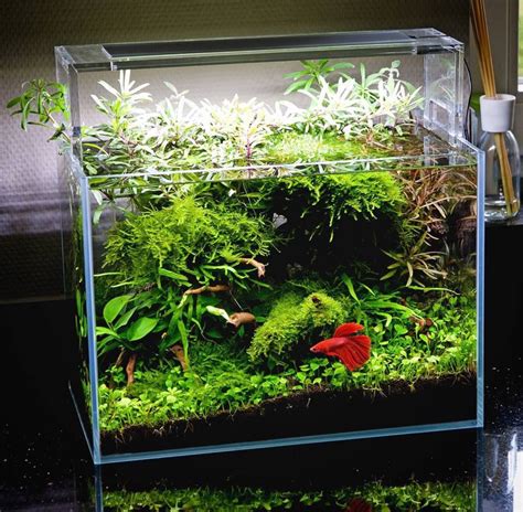 Beautiful Planted Tank For A Betta With Simple Plants Christmas Moos