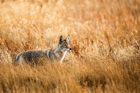 Why You Should Hunt Coyotes And Hunting Guides To Follow