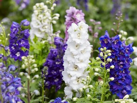 25 Beautiful Flowers To Grow For A Classic Cottage Garden Home Decor