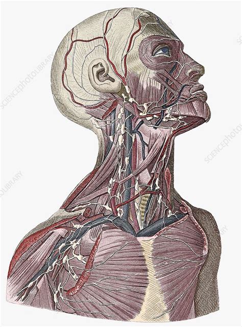 Head And Neck Blood Vessels Stock Image N2000047 Science Photo