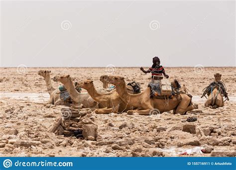 Camel Caravan And Afar Mining Salt In Danakil Depression Ethiopia