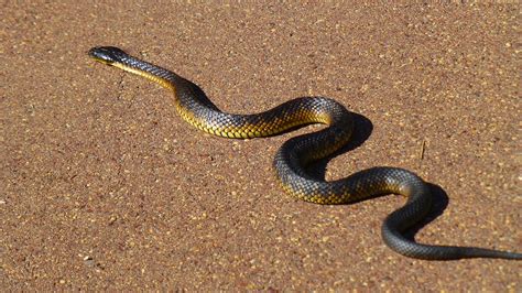 Tiger Snake • Rewild Perth
