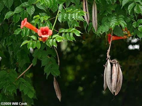 Parthenocissus quinquefolia is a deciduous, woody vine that is commonly called virginia creeper or native to north carolina, it can be found naturally in swampy forests, maritime forests, and thickets. Trumpet Creeper (Campsis radicans)