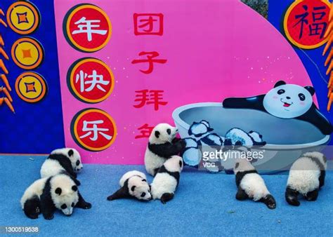 Giant Panda Cubs Send Chinese New Year Wishes In Sichuan Photos And