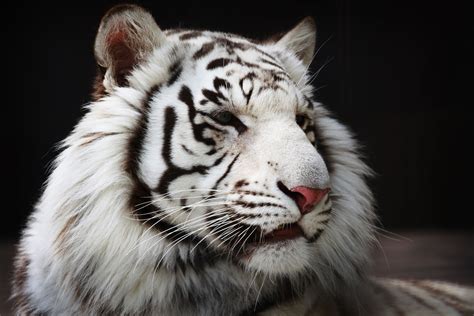 Белый Тигр Красивые Картинки Telegraph