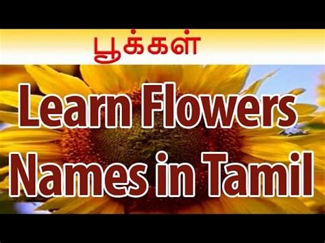Here is the list of names of some flowers in the tamil language. Learn Names of Flowers in Tamil | Flower Names in ...