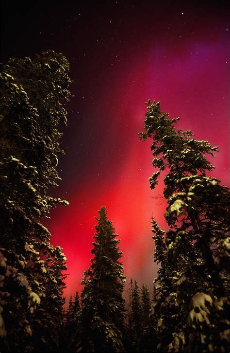 Red Aurora Borealis Pelly Crossing Photograph Red Aurora Borealis