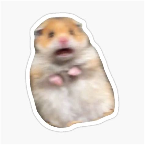 Scared Hamster Meme Sticker Sticker For Sale By Johnystudio Redbubble