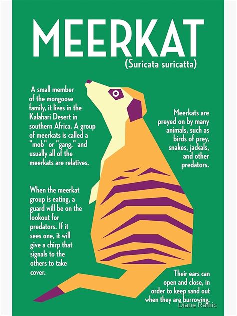 Meerkat Infographic Poster Poster For Sale By Dianeramic Redbubble