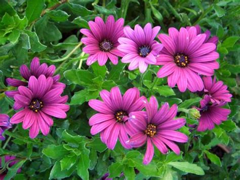 Jun 15, 2019 · one of the rare flowers has been historically growing at high altitudes between 300 and 900 m above sea level. List of perennial plants