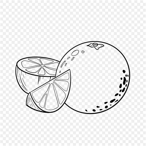 Three Combination Fruit Oranges Clipart Black And White Orange Drawing