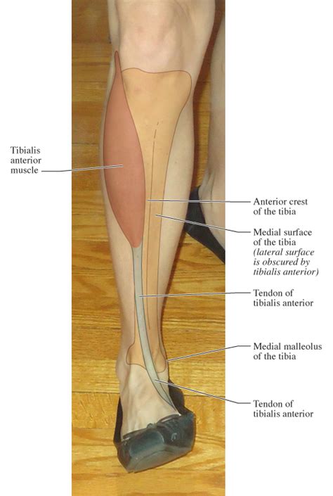 Human Anatomy For The Artist November 2011