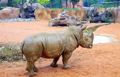 33 Largest Zoos In The World Where You Can Spot The Rarest Fauna And