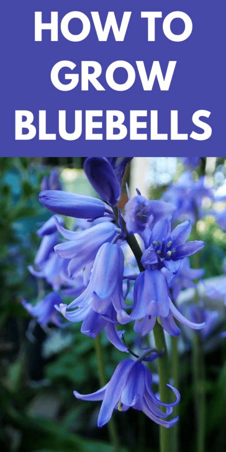 How To Grow Bluebells Gardening Sun