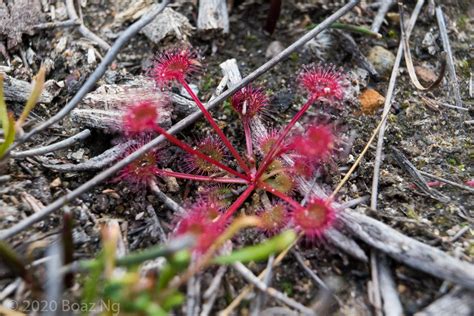 Drosera Purpurascens Species Profile Fierce Flora