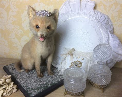 Fox Cub Taxidermy Baby Fox Taxidermy Vintage Taxidermy Etsy