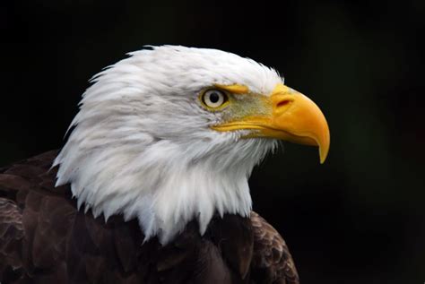 Weißkopfseeadler Bilder - Beeindruckende Bilder des Greifvogels