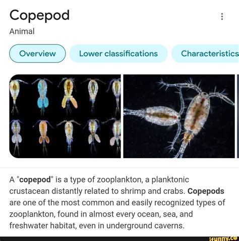 Copepod Animal Overview Lower Classifications Characteristics A