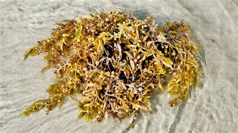 Natural Lowcountry Sargassum Weed Helps Ocean S Garden Of Life Grow Hilton Head Island Packet