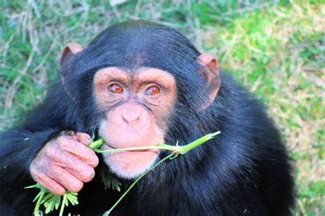 Chimpancé Características Alimentación Hábitat Reproducción