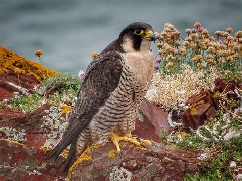 A Peregrine Out On Its Favourite Rock Off The Pembrokeshire Coast