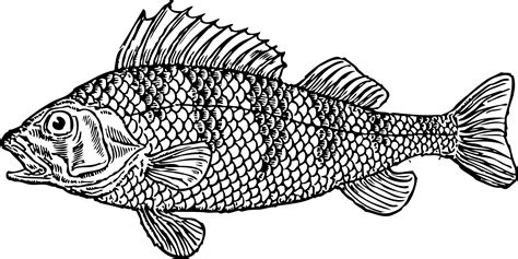 Fish Clipart Black And White Pictures Clipartix