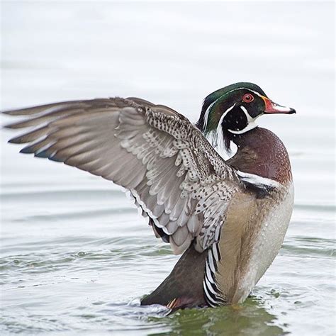 Wood Duck Showing Off Its Intricate Feather Patterns Under Its Wings