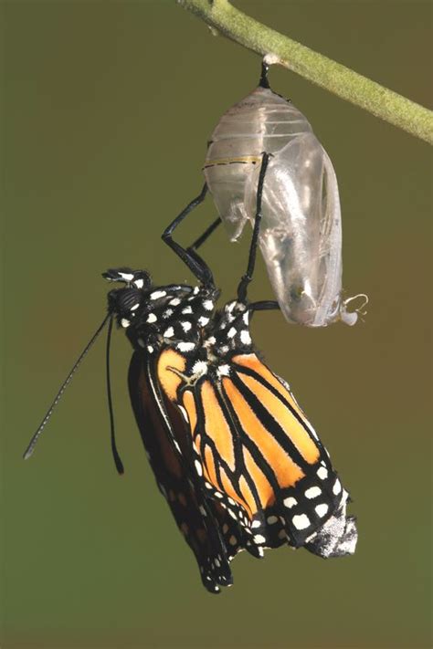 Butterfly Coming Out Of Cocoon