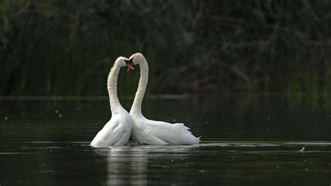 20161 Mute Swan Hd Couple Bird Swan Rare Gallery Hd Wallpapers