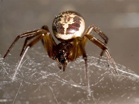 false widow spider cornwall guide