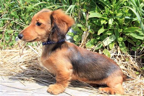 All Dachshund Colors And Patterns Explained With Pictures