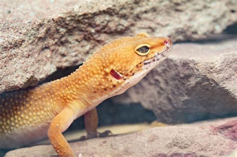 5 Fakta Unik Gecko Reptil Jinak Yang Banyak Diminati Pecinta Hewan