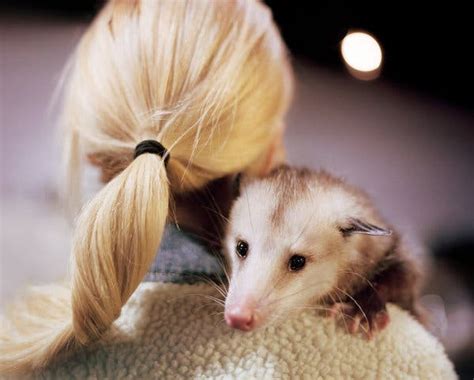 The deceased are buried in coffins. The Cutest Animal on Instagram Is Possibly in Your Trash ...