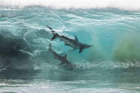 Photographer Captures Two Sharks Inside Glass Like Wave Happiness Life