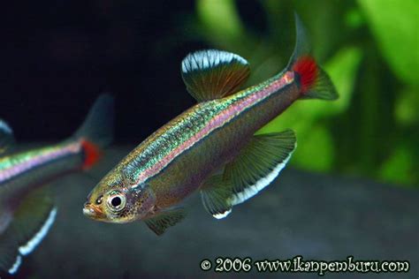 Tanichthys albonubes the white cloud mountain minnow is a popular and easy to care for freshwater aquarium fish. White Cloud Mountain Minnow Profile page with lots of good ...
